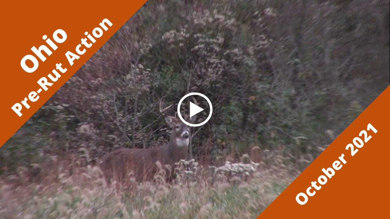 CRAZY October PreRut Buck Action in Ohio Unlimited Whitetail Hunting