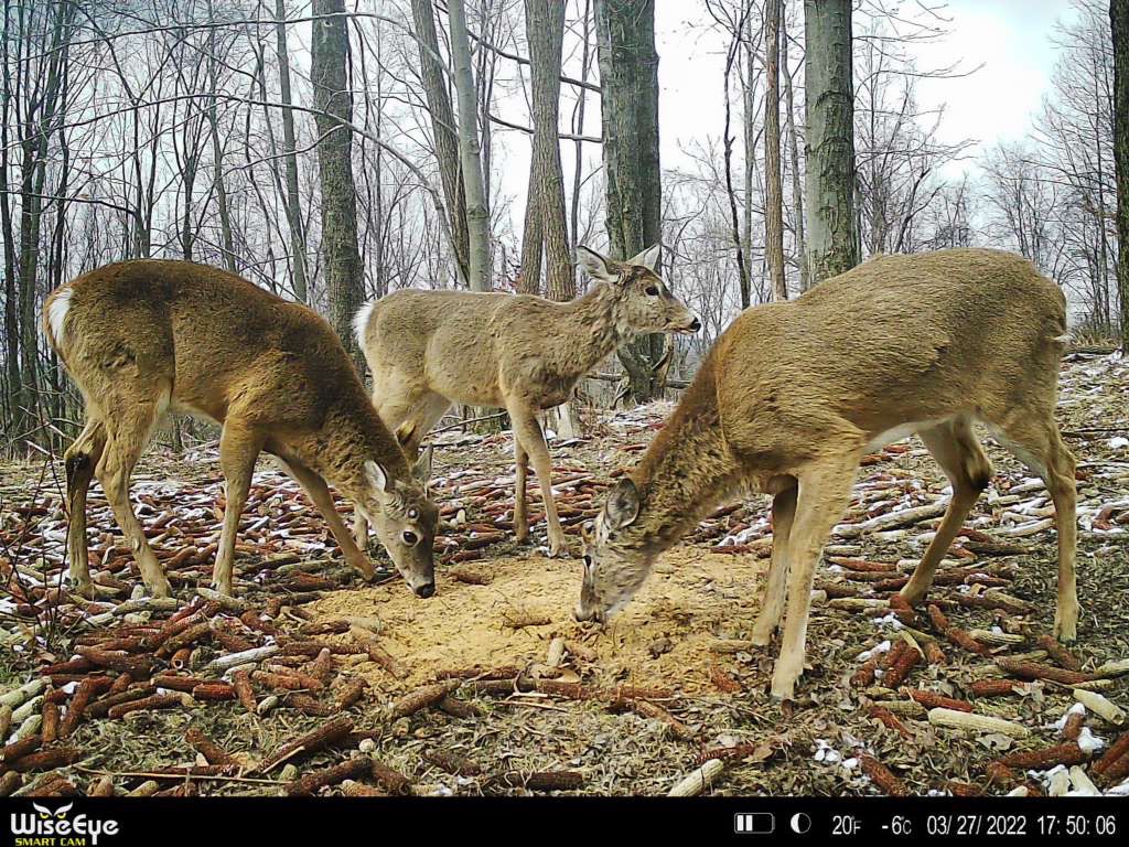 Bucks eating deer mineral