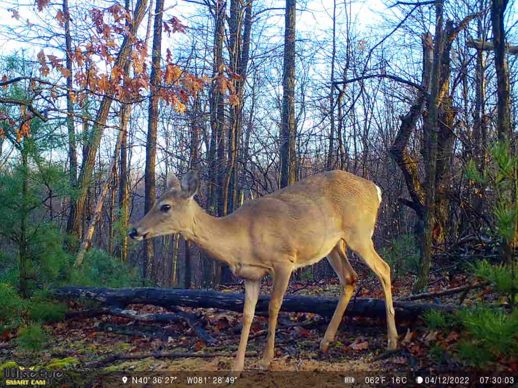Deer