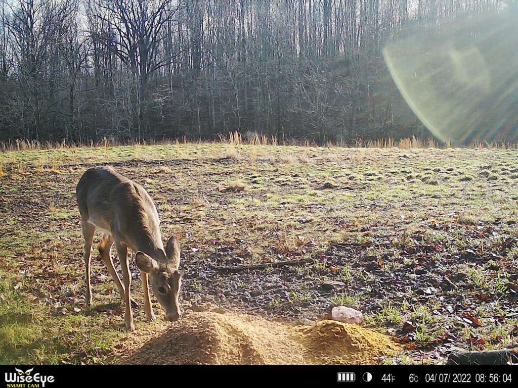 Deer Eating Boonetown Mineral